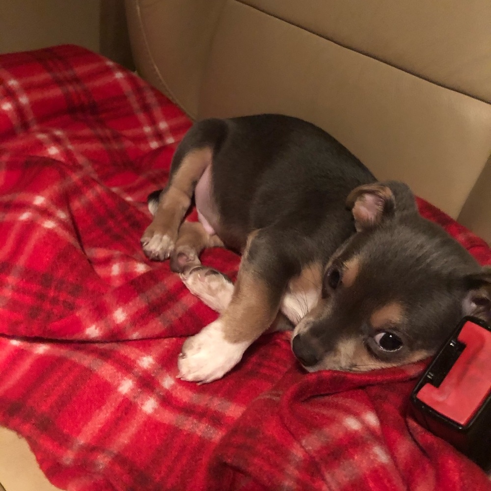 Meet your Posher, Jake